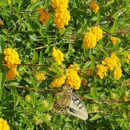 Sprafundu Frühstückspension La Maddalena (Sassari)